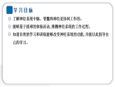 2024教科版科学五年级上册第四单元健康生活5 身体的“联络员”  作业课件