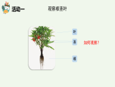 人教鄂教版（2024）科學(xué)三下第二單元第6課《根、莖、葉》精品課件