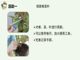 人教鄂教版（2024）科學(xué)三下第二單元第6課《根、莖、葉》精品課件