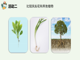 人教鄂教版（2024）科學(xué)三下第二單元第6課《根、莖、葉》精品課件