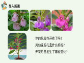 人教鄂教版（2024）科學(xué)三下第二單元第7課《花、果實(shí)、種子》精品課件 1