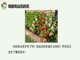 人教鄂教版（2024）科學(xué)三下第二單元第7課《花、果實(shí)、種子》精品課件