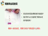 人教鄂教版（2024）科學(xué)三下第二單元第7課《花、果實(shí)、種子》精品課件