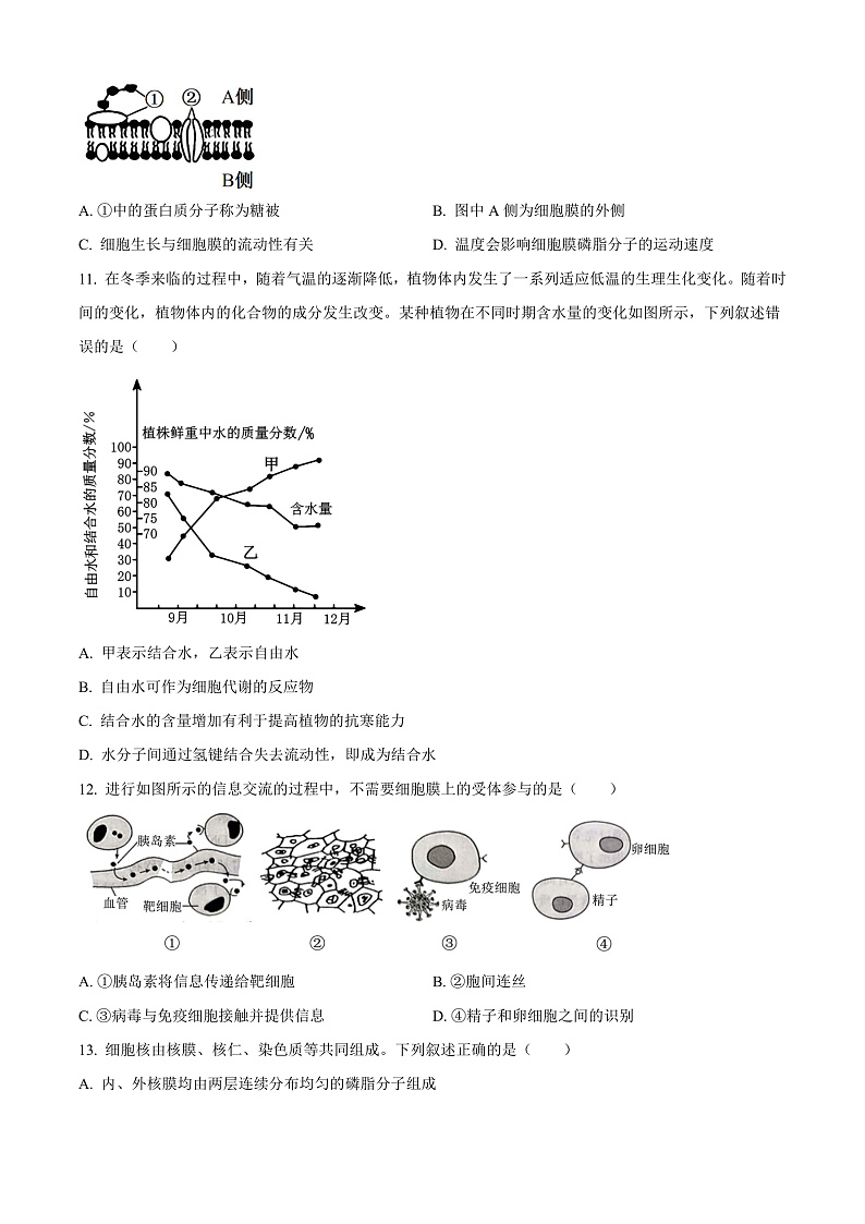 河南省新乡市封丘县2024-2025学年高一上学期11月期中考试生物试题无答案第3页