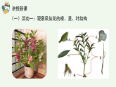 人教鄂教版（2024）科學(xué)三下第二單元第6課《根、莖、葉》精品課件1