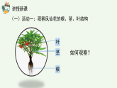 人教鄂教版（2024）科學(xué)三下第二單元第6課《根、莖、葉》精品課件1