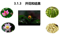 人教版（2024）七年级下册（2024）第三节 开花和结果授课ppt课件