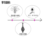 3.1.3開花和結(jié)果課件-2024--2025學年人教版生物七年級下冊