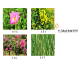 3.1.3開花和結(jié)果課件-2024--2025學年人教版生物七年級下冊