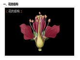 3.1.3開花和結(jié)果課件-2024--2025學年人教版生物七年級下冊