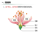 3.1.3開花和結(jié)果課件-2024--2025學年人教版生物七年級下冊