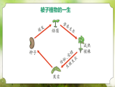 【核心素养】人教版初中生物七年级下册3.1.1《种子的萌发》课件＋教案(含教学反思)+课时练习+学案