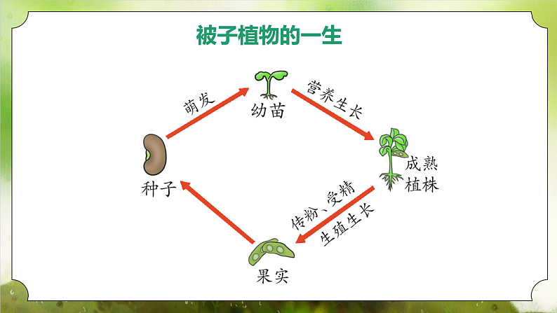 【核心素养】人教版初中生物七年级下册3.1.1《种子的萌发》课件第3页