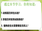 【核心素养】人教版初中生物七年级下册3.1.2《植株的生长》课件＋教案(含教学反思)+课时练习+学案