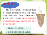 【核心素养】人教版初中生物七年级下册3.1.2《植株的生长》课件＋教案(含教学反思)+课时练习+学案