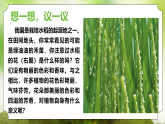 【核心素养】人教版初中生物七年级下册3.1.3《开花与结果》课件＋教案(含教学反思)+课时练习+学案
