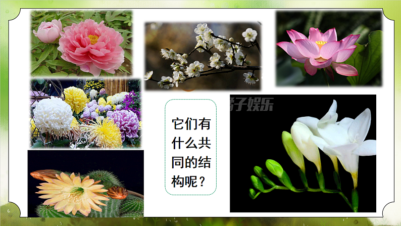 【核心素养】人教版初中生物七年级下册3.1.3《开花和结果》课件第5页