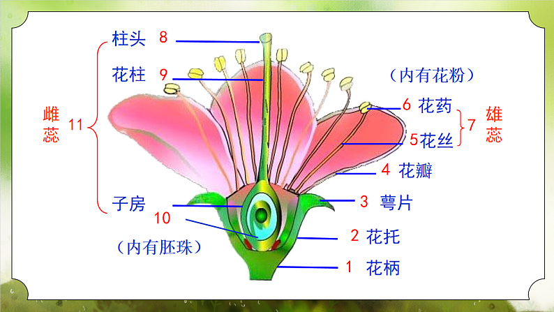 【核心素养】人教版初中生物七年级下册3.1.3《开花和结果》课件第7页