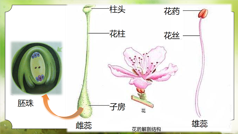 【核心素养】人教版初中生物七年级下册3.1.3《开花和结果》课件第8页