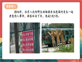 【核心素养】人教部编版道法三下 9.1 《生活离不开规则》第一课时 课件+教案+素材