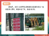 【核心素养】人教部编版道法三下 9.1 《生活离不开规则》第一课时 课件+教案+素材