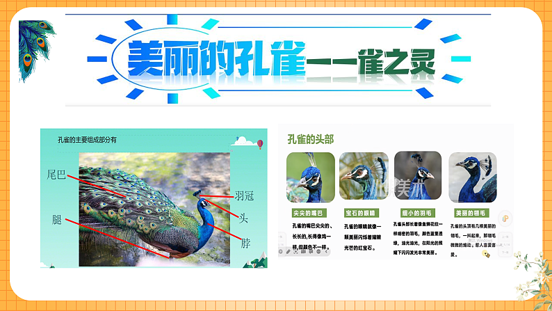 美丽的孔雀第3页