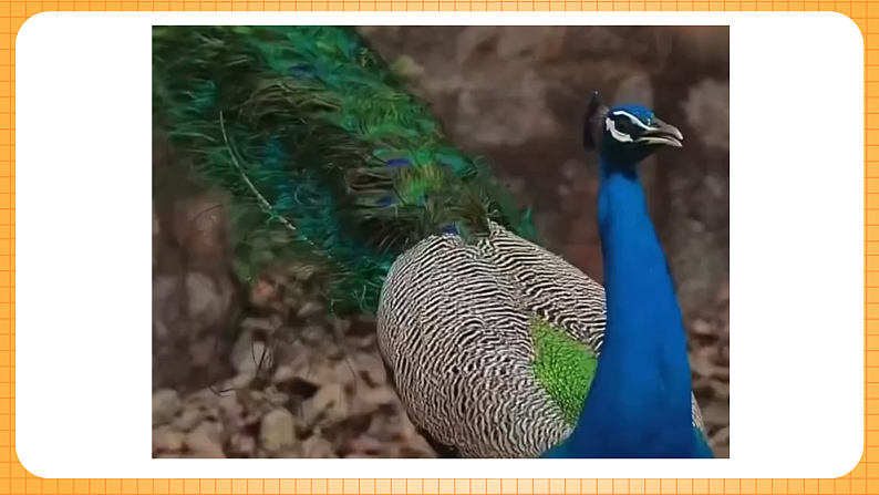 美丽的孔雀第5页