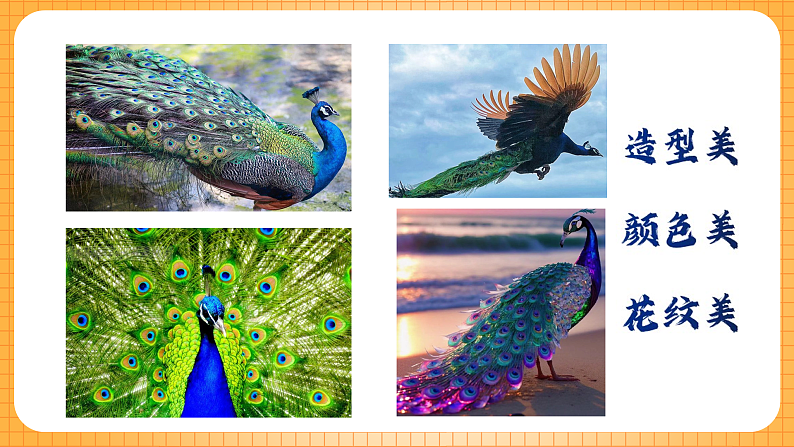 美丽的孔雀第6页