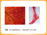 人教版美術(shù)二年級下冊第8課《葉子上的小“血管”》課件