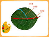 人教版美術(shù)二年級下冊第8課《葉子上的小“血管”》課件