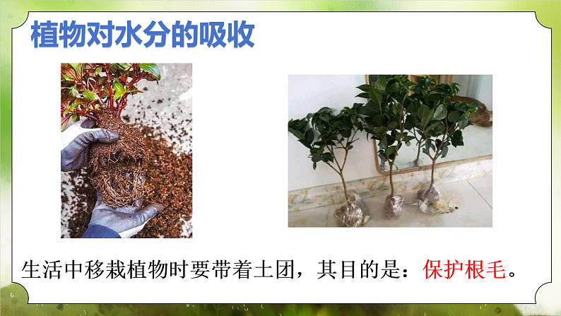 【核心素养】人教版初中生物七年级下册3.2.1《水的利用和散失》课件第4页