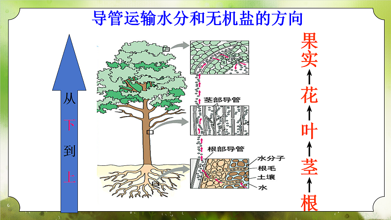 【核心素养】人教版初中生物七年级下册3.2.1《水的利用和散失》课件第6页