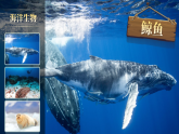 【新课标-核心素养】人教版语文六下 16《表里的生物》课件+教案+音视频素材