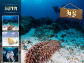 【新课标-核心素养】人教版语文六下 16《表里的生物》课件+教案+音视频素材