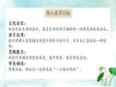 【新課標(biāo)】人教部編版語文三下 3《荷花》課件+教案+音視頻素材