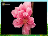 【新課標(biāo)】人教部編版語(yǔ)文三下《習(xí)作：我的植物朋友》課件+教案+音視頻素材