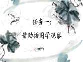 【新课标·任务型】人教部编版语文三下 15《小虾》课件+教案+音视频素材