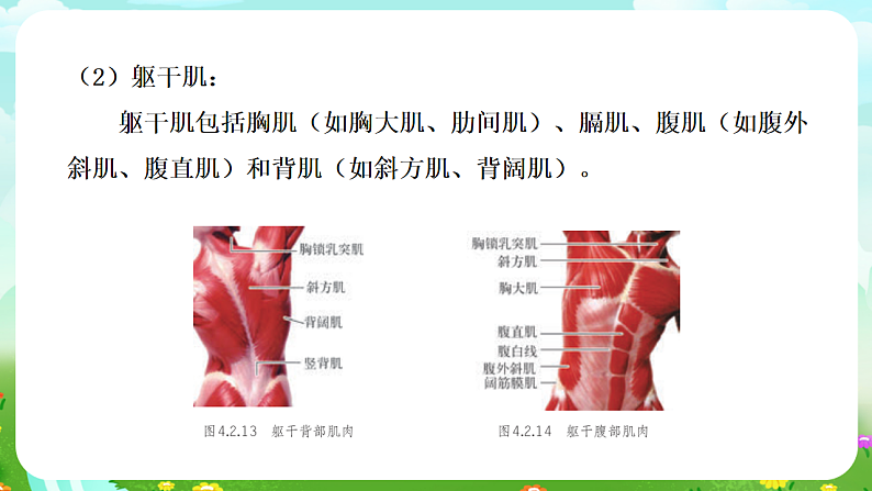 华师大版科学九下 4.2《运动与健康》第2课时 课件第6页