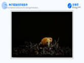人教版（2024）生物 七年级下册 3.1.1 种子的萌发 【省心备课】同步课件+教学设计+课后练习（含答案）+备课素材