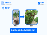 人教版（2024）生物 七年级下册 3.1.2 植株的生长 【省心备课】同步课件+教学设计+课后练习（含答案）+备课素材