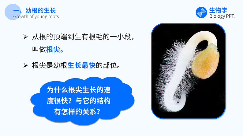 第二节 植株的生长 课件第6页