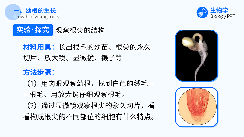 第二节 植株的生长 课件第8页