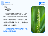 人教版（2024）生物 七年级下册 3.1.3 开花和结果 【省心备课】同步课件+教学设计+课后练习（含答案）+备课素材