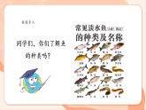 【新課標核心素養(yǎng)】花城版音樂四年級上冊第6課《小小鯉魚粉紅鰓》課件+同步教案+素材