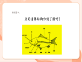 【新課標核心素養(yǎng)】花城版音樂四年級上冊第6課《小小鯉魚粉紅鰓》課件+同步教案+素材