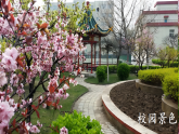 部编版语文二年级下册 1《古诗二首》课件+教案+逐字稿+音视频素材