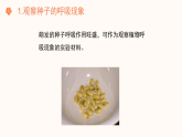 【核心素养目标】济南版初中生物七年级下册3.1.4《植物通过呼吸作用为生命活动提供能量》课件