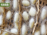 【核心素养】2.4《蚕变了新模样》课件+教案（教科版科学三下）
