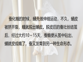 【核心素養(yǎng)】2.5《繭中鉆出了蠶蛾》課件+教案（教科版科學三下）