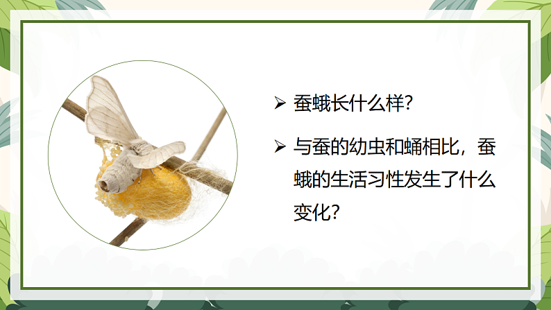 2.5 茧中钻出了蚕蛾（教学课件）（教科版）第6页